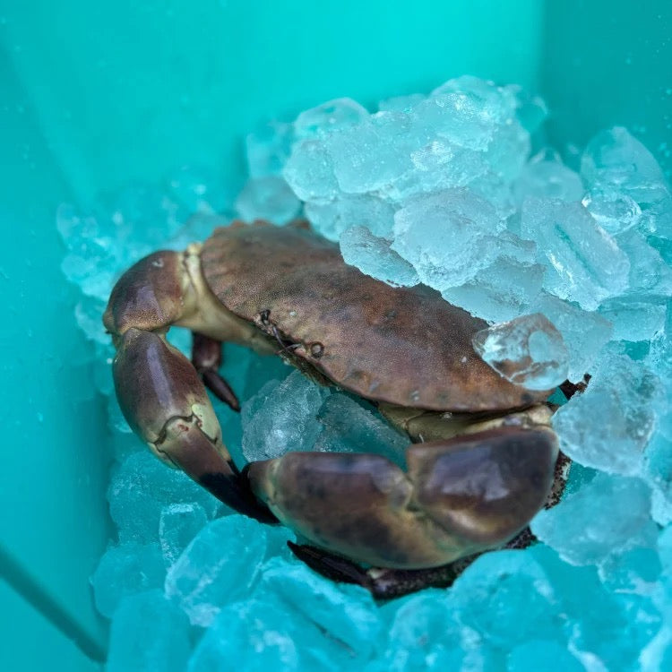 Orbie 35 Cooler - Mountain Blue