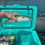 Orbie 55 Wheeled Cooler - Turquoise